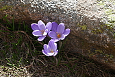 p1090336.jpg