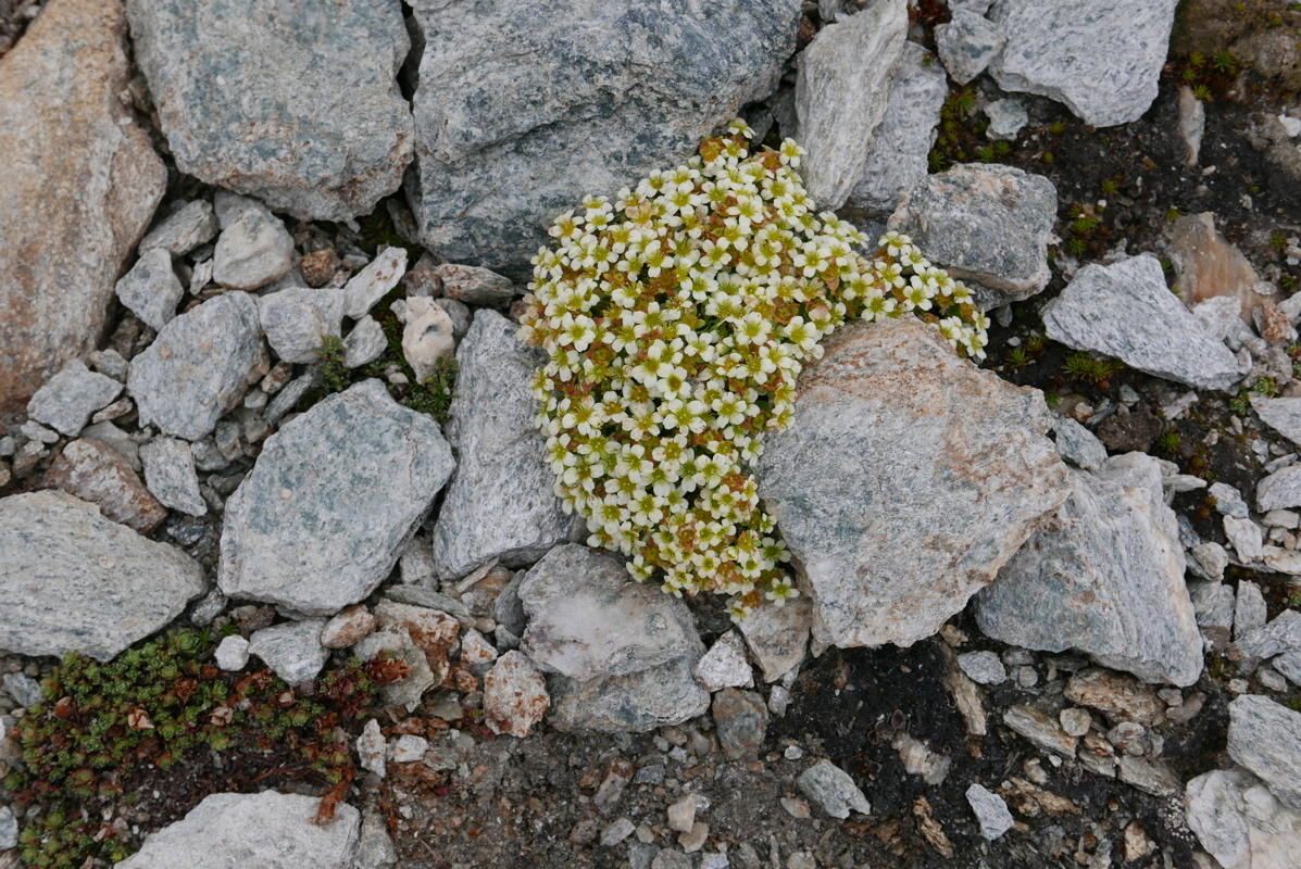 p1100075.jpg