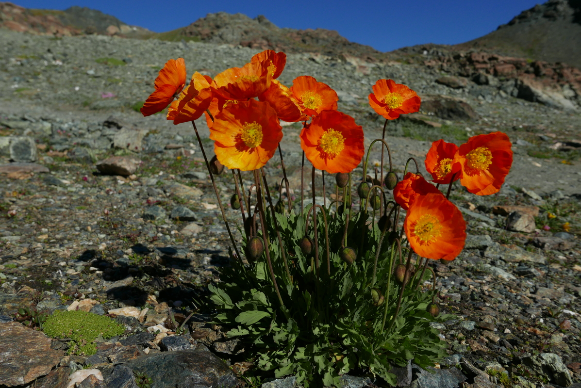 p1100114.jpg