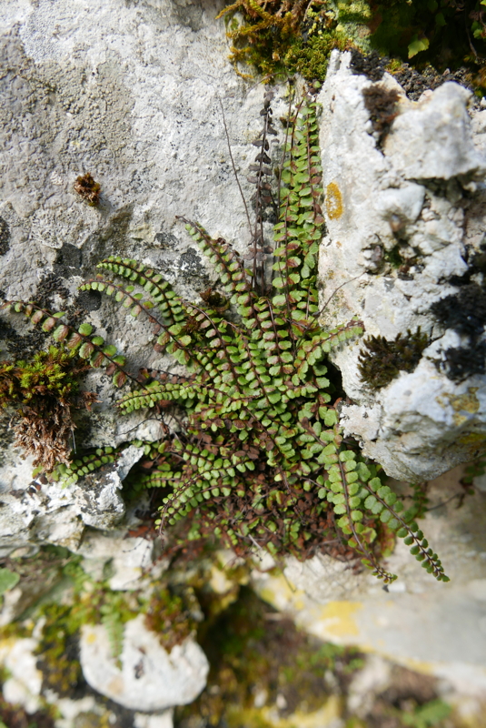 p1100456.jpg