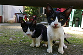 p1100484.jpg