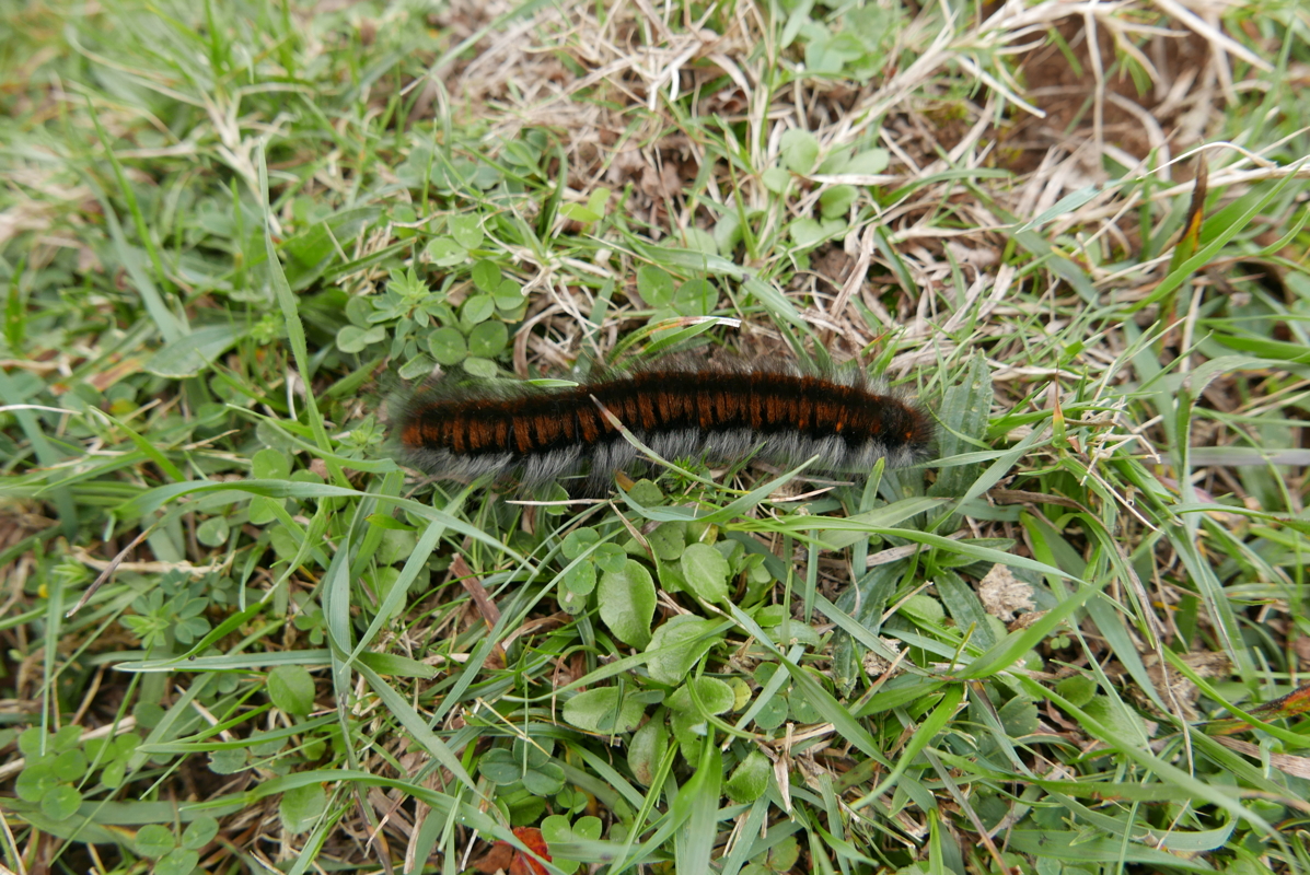 p1100521.jpg