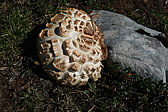 p1100560.jpg
