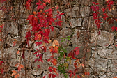 p1100636.jpg
