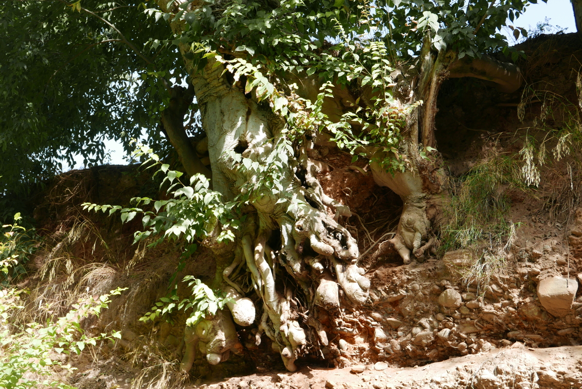 p1100813.jpg