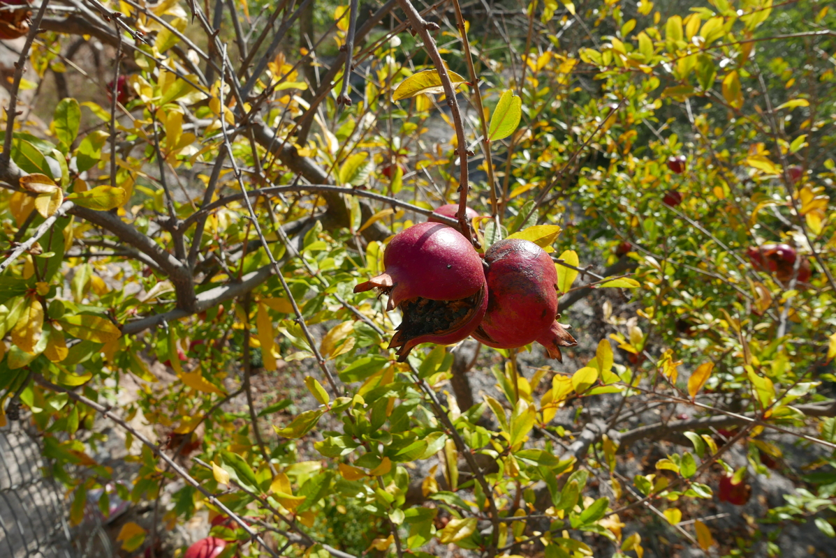 p1100869.jpg