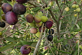 p1100866.jpg