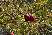 p1100869.jpg