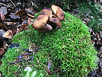img_0351.jpg