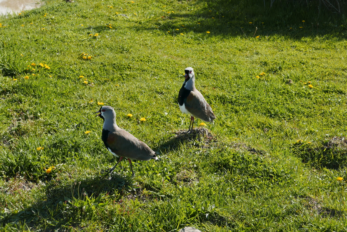 p1150151.jpg