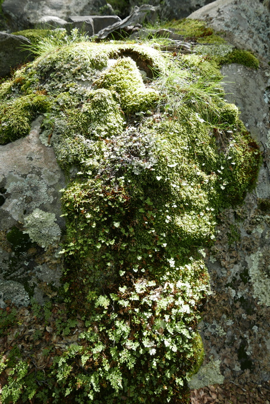 p1150206.jpg