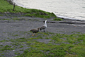 p1150184.jpg