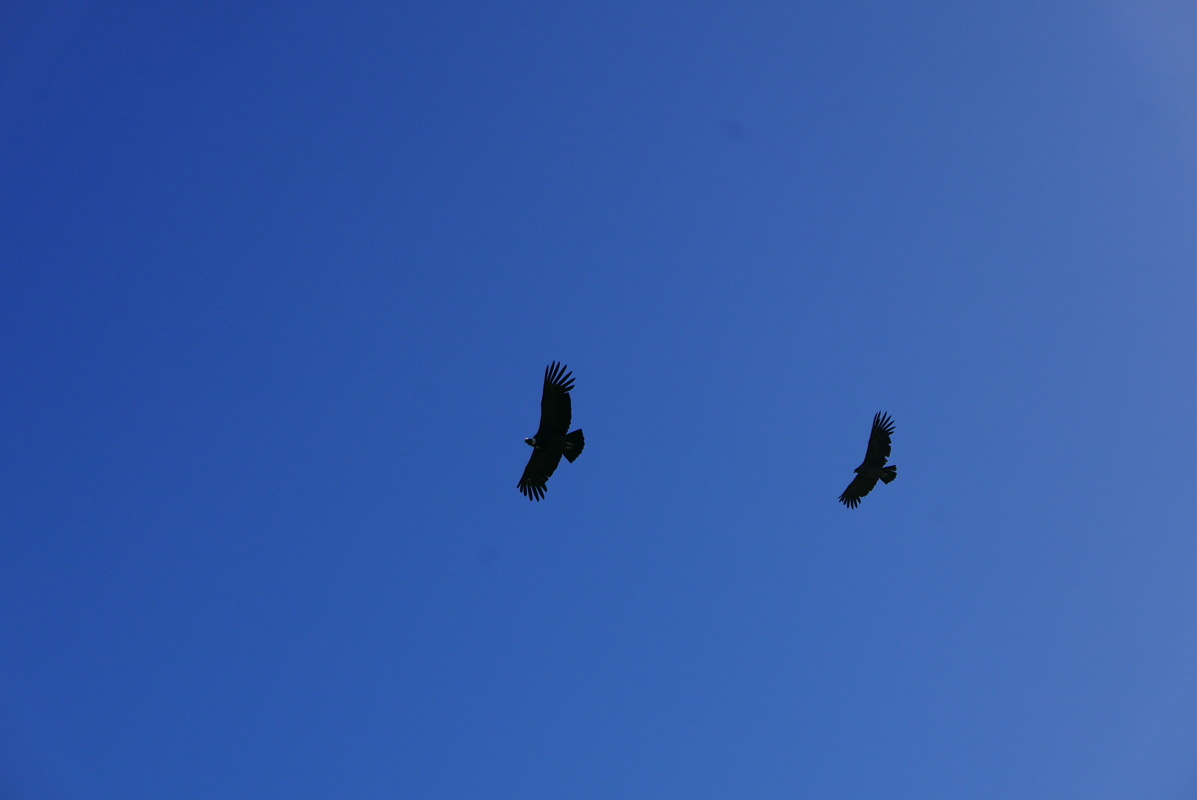 p1150442.jpg