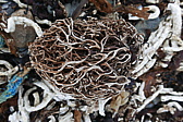p1150420.jpg