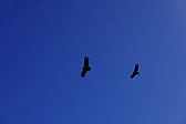 p1150442.jpg
