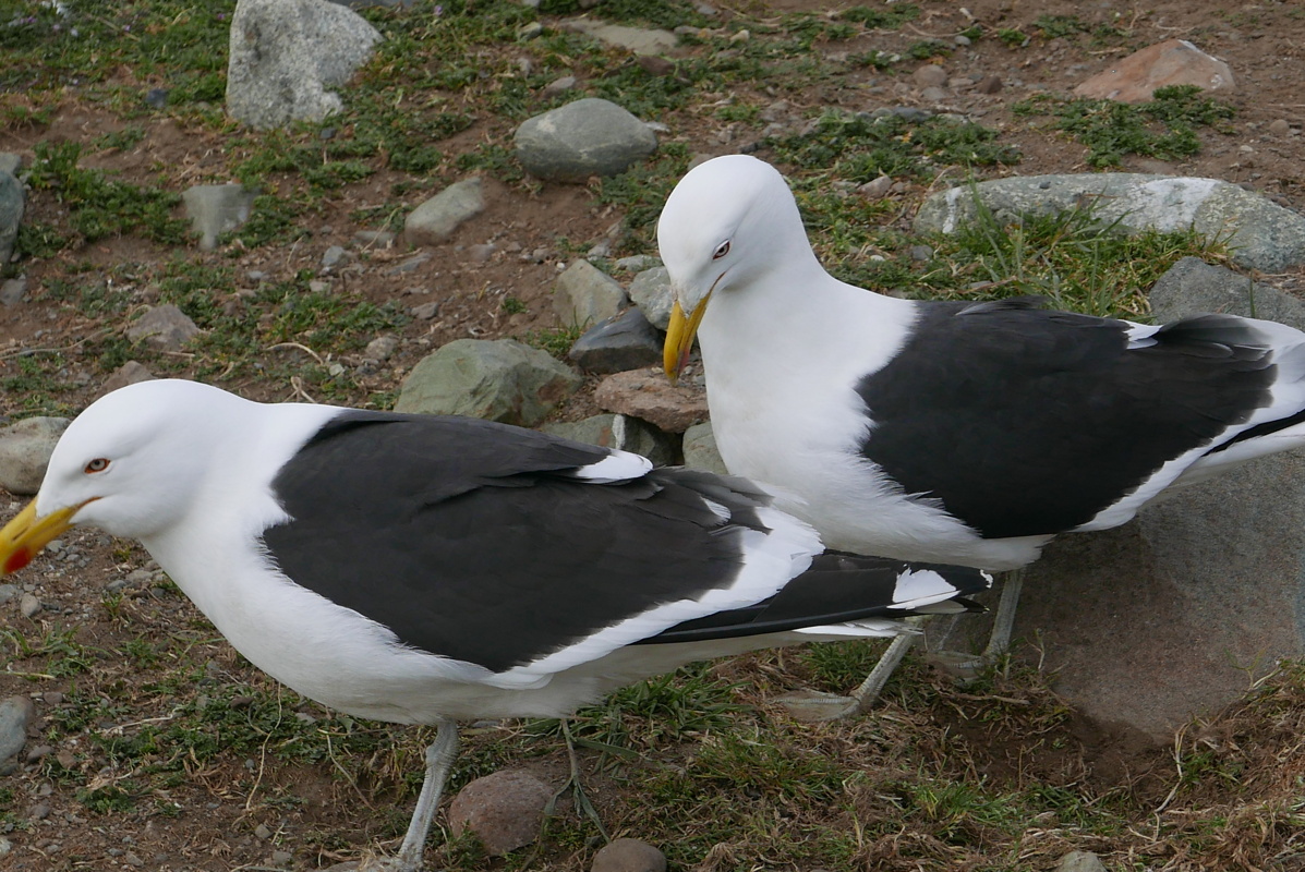 p1150552.jpg