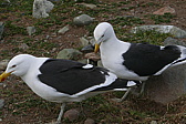 p1150552.jpg