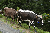 p1130720.jpg
