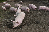 p1130725.jpg