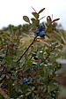 p1130739.jpg