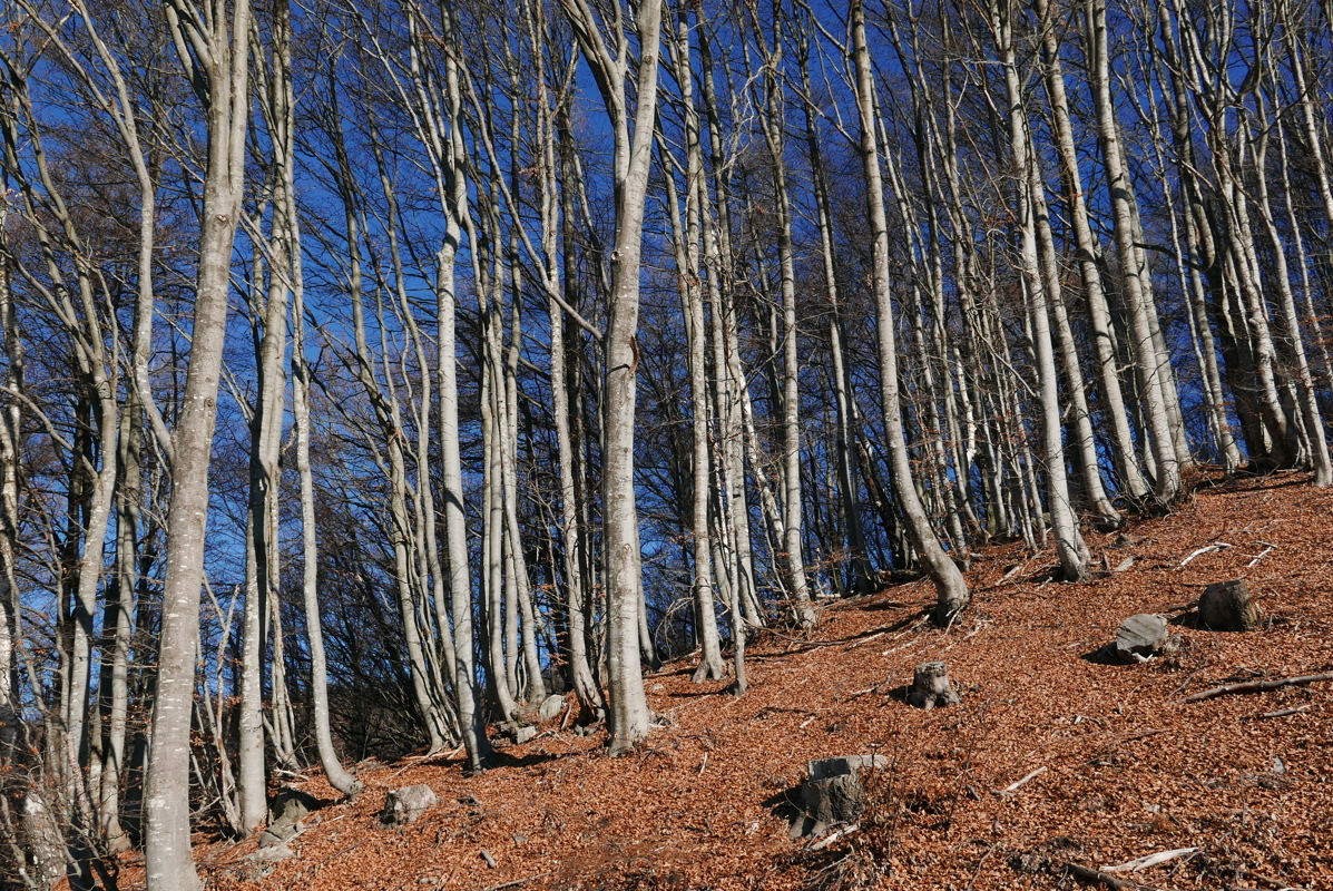 p1110177.jpg