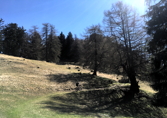 Pizalun