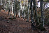 p1130978.jpg