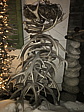 p1150948a.jpg