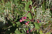 p1130080.jpg