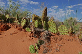 p1130484.jpg
