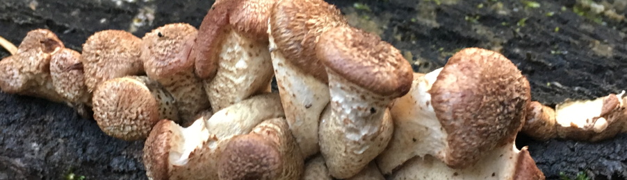 Streifen