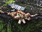 041_ringgis.jpg