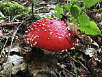 042_ringgis.jpg