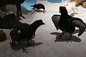 p1160601.jpg