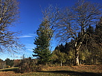 img_1433.jpg