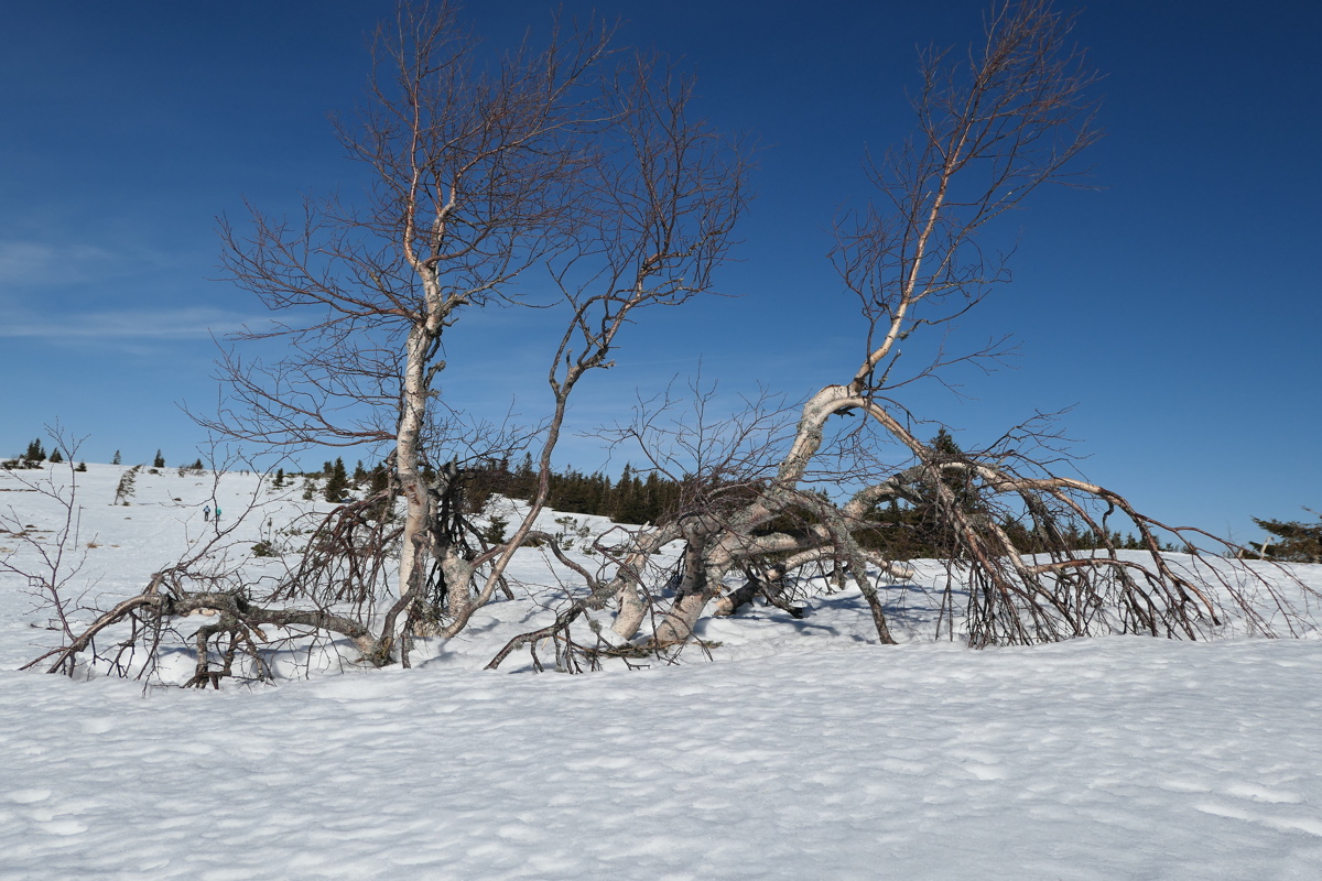 p1000335.jpg