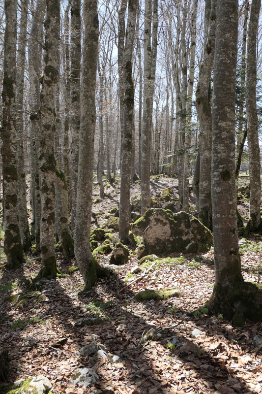 p1000856.jpg