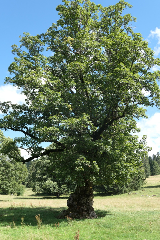 p1010600.jpg