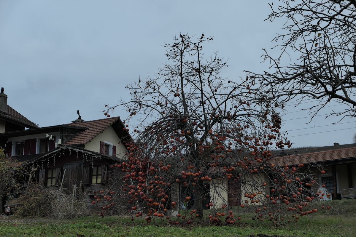 p1000007.jpg