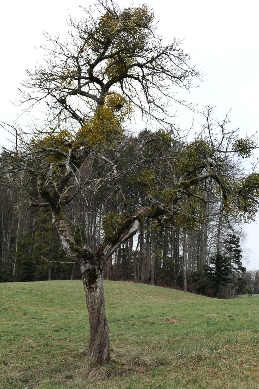 p1000017.jpg