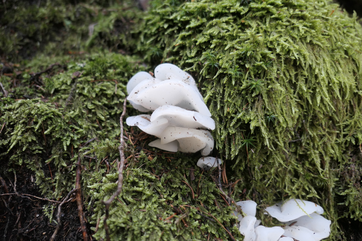 p1010700.jpg