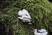 p1010700.jpg