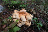 p1010704.jpg