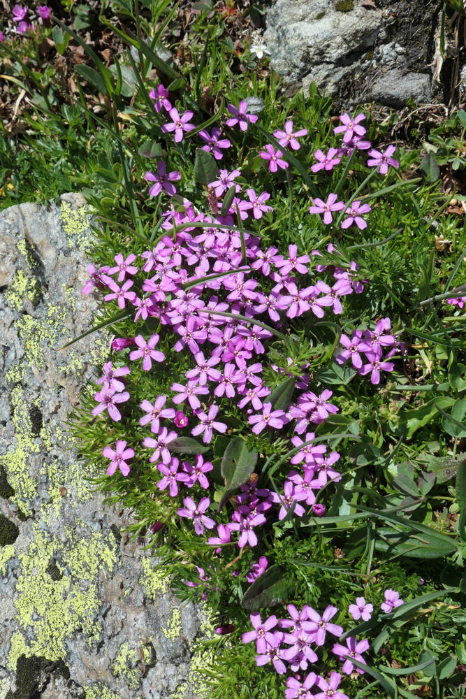 p1000750.jpg