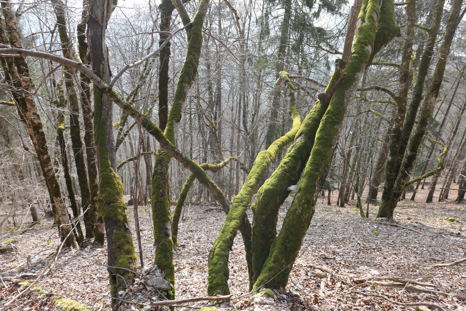 p1030995.jpg