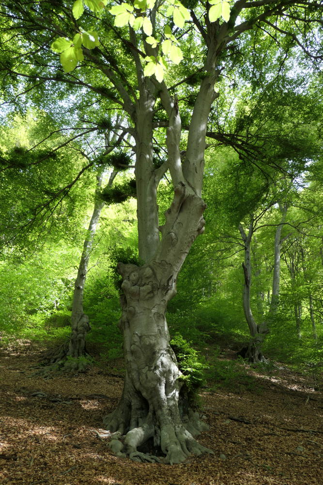 p1000036.jpg