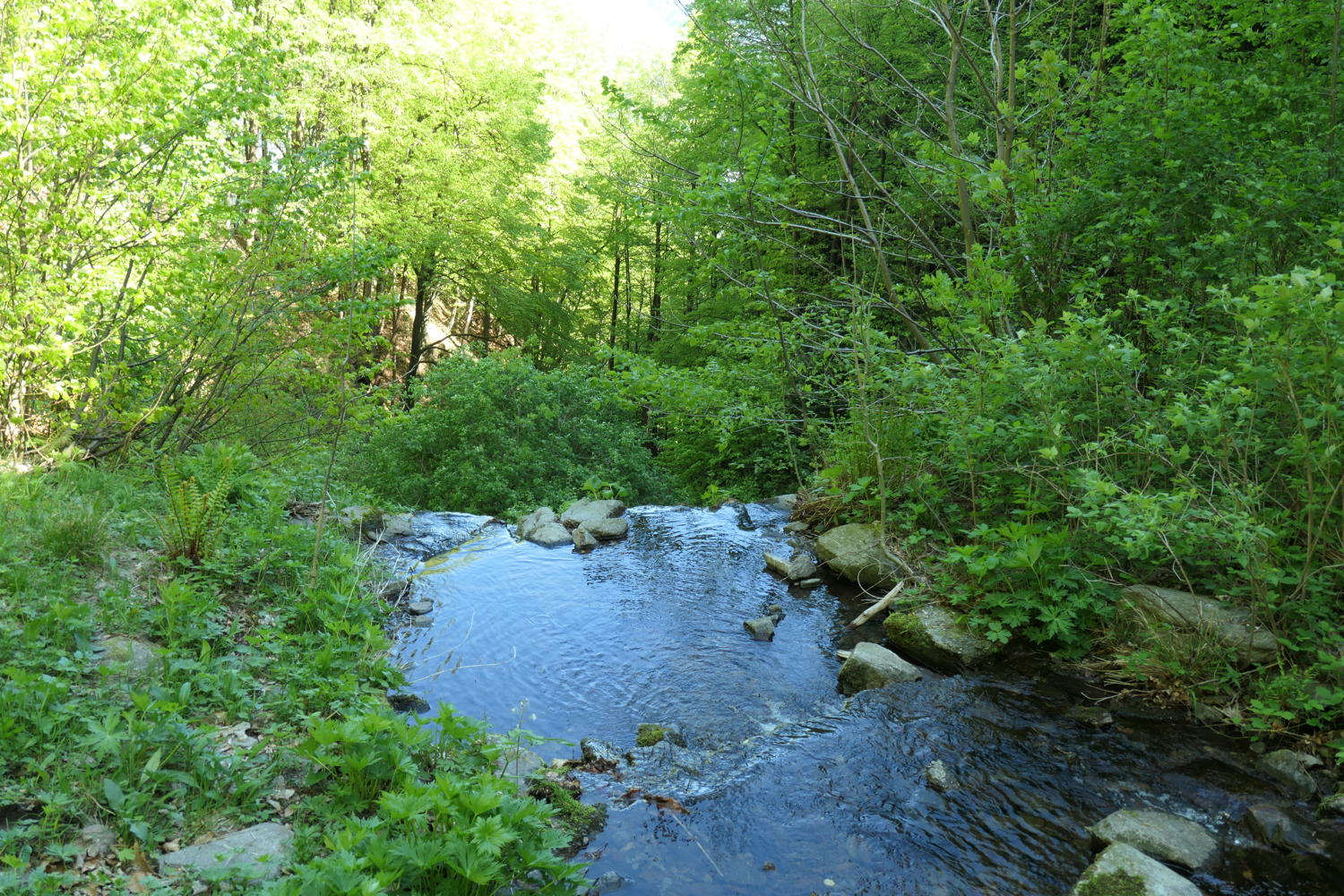 p1000069.jpg
