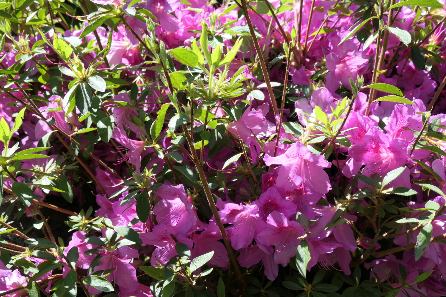 p1000086.jpg