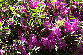 p1000086.jpg