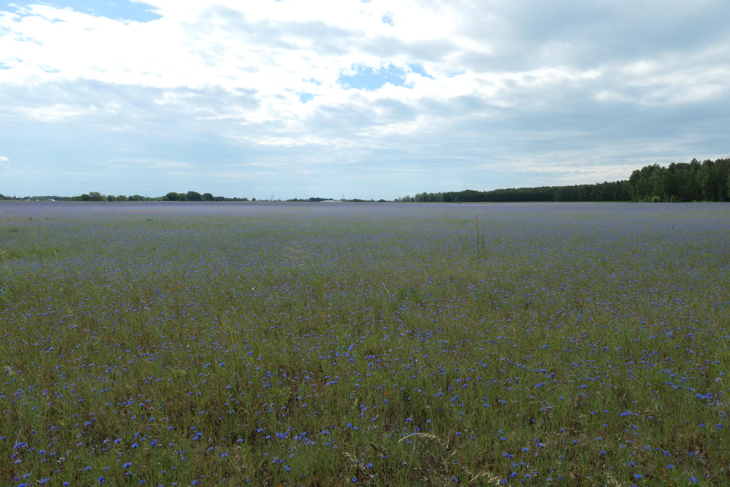 p1000393.jpg